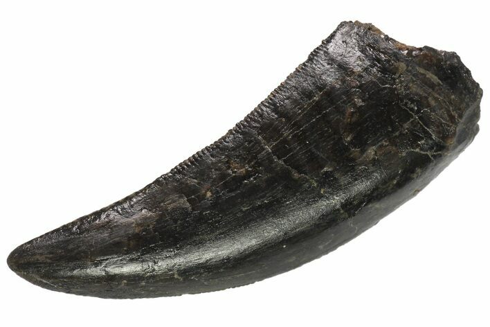 Serrated, Tyrannosaur (Nanotyrannus) Tooth - South Dakota #113307